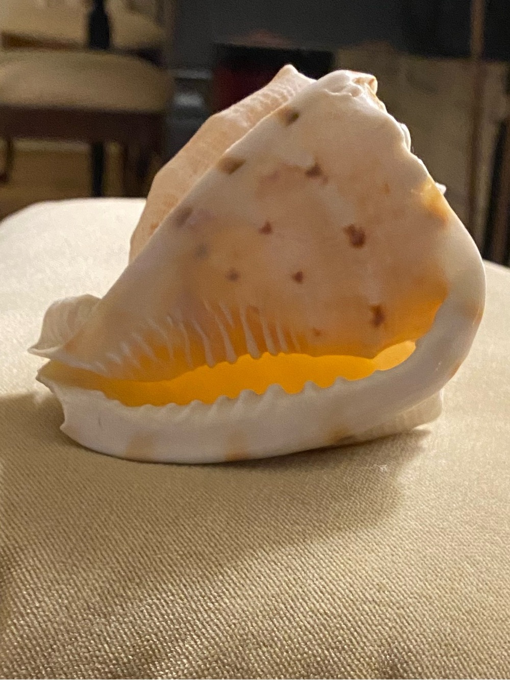 Conch Sea Shell • Accent Piece • Cream & Orange • Natural